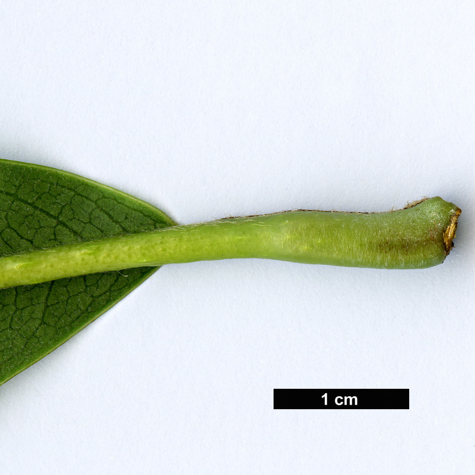 High resolution image: Family: Magnoliaceae - Genus: Magnolia - Taxon: aff. odoratissima